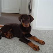 Dobermann Kejser *R.I.P*