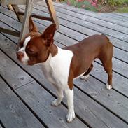 Boston terrier Sir Chester