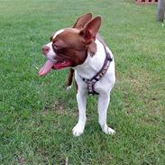 Boston terrier Sir Chester