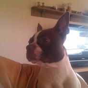Boston terrier Sir Chester