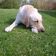 Labrador retriever Diesel