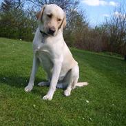 Labrador retriever Diesel