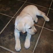 Labrador retriever Diesel