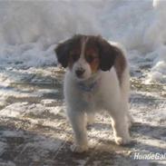 Kooikerhondje | Hector, Dansk Champion.