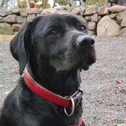 Blanding af racer Tilly