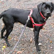 Blanding af racer Tilly