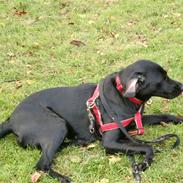 Blanding af racer Tilly