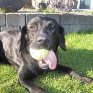 Blanding af racer Pepsi (solgt savner dig)