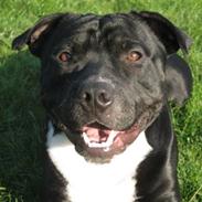 Staffordshire bull terrier Tarzan