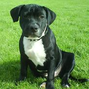 Staffordshire bull terrier Tarzan