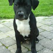 Staffordshire bull terrier Tarzan