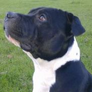 Staffordshire bull terrier Tarzan