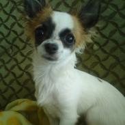 Chihuahua Bobbie