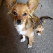 Blanding af racer Gucci