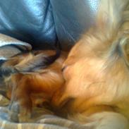 Blanding af racer Gucci