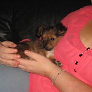 Blanding af racer Gucci