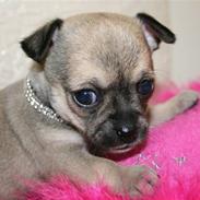 Chihuahua High Fly Little Bee 