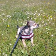 Chihuahua High Fly Little Bee 