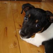 Dansk svensk gaardhund Milo