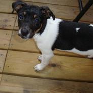 Dansk svensk gaardhund Milo