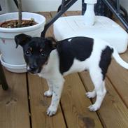 Dansk svensk gaardhund Milo