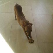 Prazsky krysarik Bella