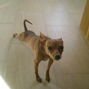 Prazsky krysarik Bella