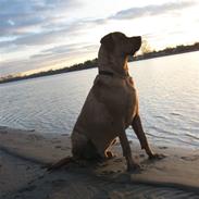 Blanding af racer Bastian