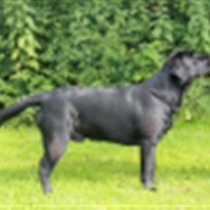 Labrador retriever Fifi sunshine casino