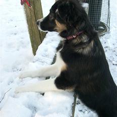 Border collie Bella