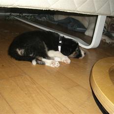 Border collie Bella
