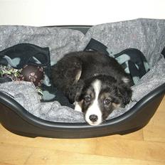 Border collie Bella