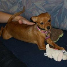 Blanding af racer Bibi