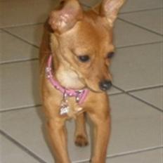 Blanding af racer Bibi