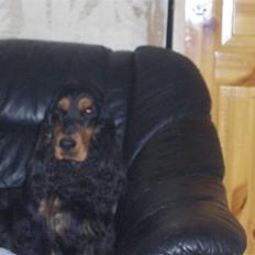 Cocker spaniel hardy