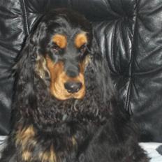 Cocker spaniel hardy