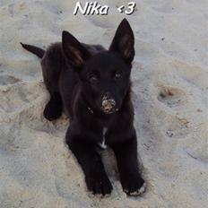 Blanding af racer Nika - *Givet væk*