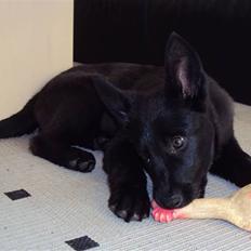 Blanding af racer Nika - *Givet væk*