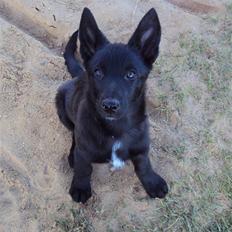 Blanding af racer Nika - *Givet væk*