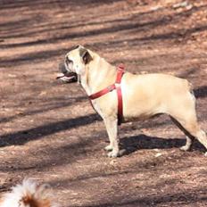 Engelsk bulldog Wilma
