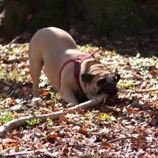 Engelsk bulldog Wilma