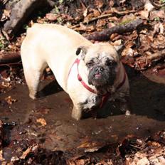 Engelsk bulldog Wilma