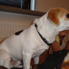 Blanding af racer FIGO