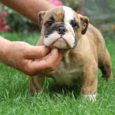 Engelsk bulldog Wallace *Kinibox* 