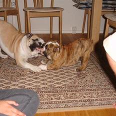 Engelsk bulldog Wallace *Kinibox* 