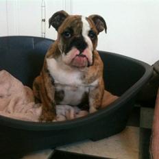 Engelsk bulldog Wallace *Kinibox* 