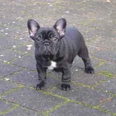 Fransk bulldog Bertha