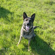 Schæferhund hyldeboGisser  (Jubi)