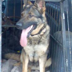Schæferhund hyldeboGisser  (Jubi)