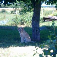 Golden retriever Albert Smith Hansen